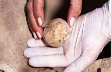 Обнаружено тысячелетнее куриное яйцо