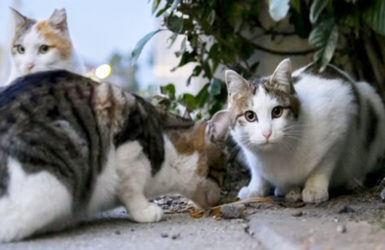 Уличные кошки в Израиле