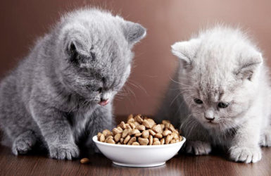 Нет любимой еды для вашей кошки?