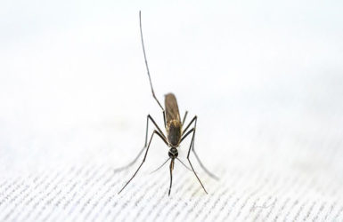 Почему кусают комары