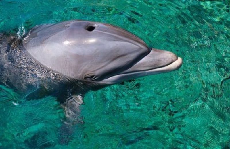 В Эйлате заметили стаю дельфинов